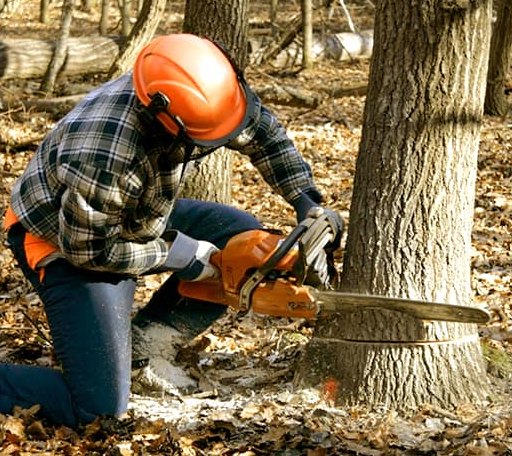Tree Removal in Hallwood, VA